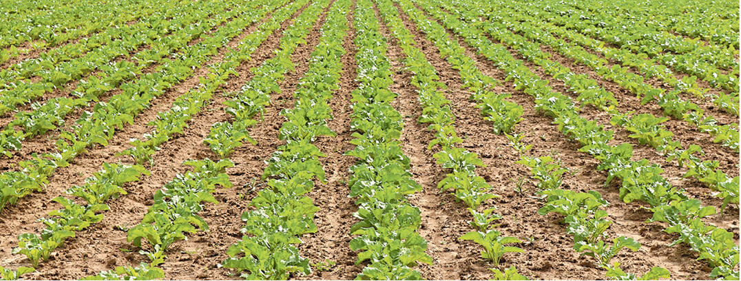 Ende Mai unterscheiden sich die �kor�ben von Thomas Schneider kaum vom Bestand eines konventionellen Zuckerr�benanbauers.