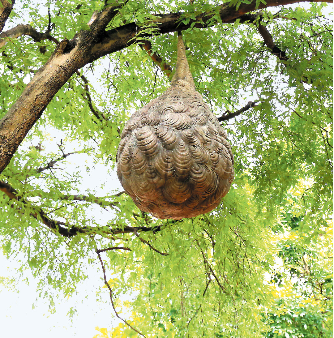 Dieses Hornissennest ist durchaus von beeindruckender Gr��e und Gestalt. Das feine Zellulosepapier bilden die Insekten aus verrottetem, fein zerkautem Holz. Die Masse verbinden sie mit ihrem chitinhaltigen Speichel. Das trockene, ausgeh�rtete Papier ist wasserabweisend.