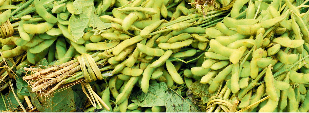 In China kommen Edamame meistens geb�ndelt auf den Markt.