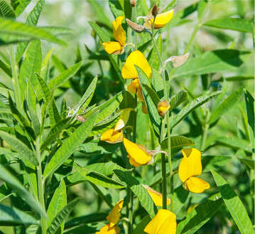 Der Ostindische Hanf ist eine geeignete Zwischenfrucht f�r warme Standorte und fr�he Saattermine.