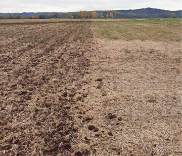 Das Stroh bleibt nach der Ernte auf dem Feld. Rechts vor der Bodenbearbeitung, links nach dem oberfl�chlichen Grubbern im Herbst in etwa 4 cm Tiefe.