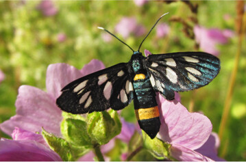 Bl�hfl�chen ziehen bald viele Insekten an, darunter auch seltene Arten.