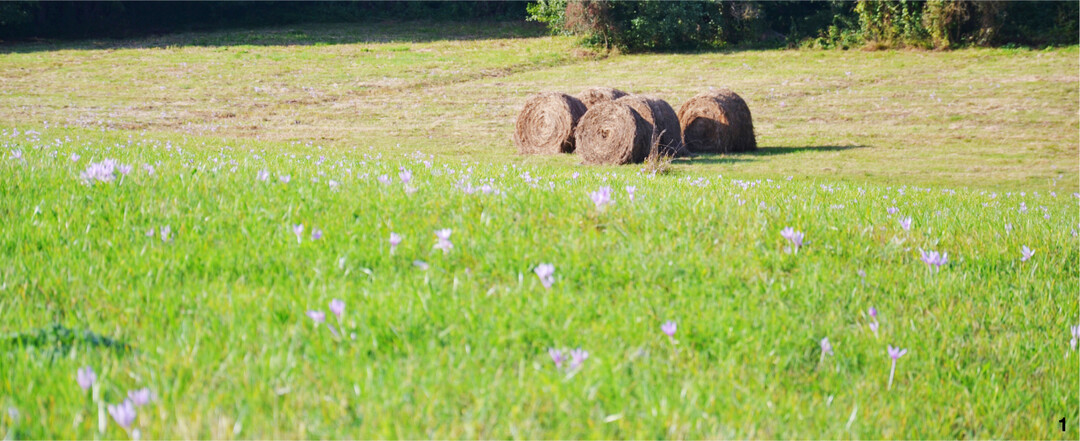 Auf immer mehr extensiv genutzte Fl�chen wandert die Herbstzeitlose ein. Weideerfahrene Tiere selektieren die Pflanze im frischen Futter aus, im Heu oder in der Silage ist das aber nicht mehr m�glich. Solches Futter darf nicht in den Verkehr gebracht werden.