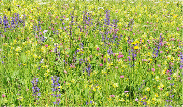 Bunte Bl�haspekte einer artenreichen Wiese, bei der das Blau des charakteristischen Wiesen-Salbeis hervorsticht.� �