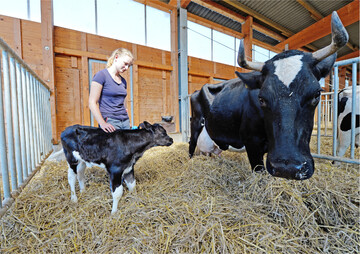 K�he sind von warmen Sommertagen schnell gestresst. Davon betroffen sind auch K�lber, deren Stoffwechsel durch Hitzegrade schon vor der Geburt negativ beeinflusst werden kann.