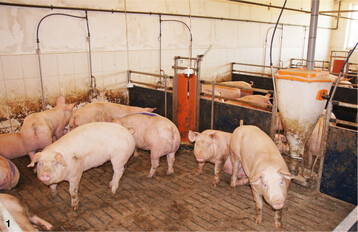 1 Damit die Temperatur in den Buchten den Bed�rfnissen der Schweine entspricht, m�ssen die Temperaturf�hler an geeigneten Stellen im Stall aufgeh�ngt und regelm��ig abgeglichen werden.