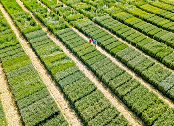 Der vermutlich weltgr��te Emmer-Versuch an der Universit�t Hohenheim startete im Jahr 2019.