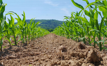 Humusbildung beginnt, wenn organische Substanz als Futter f�r Mikroorganismen in den Boden kommt, wie hier als rottende Pflanzenreste zwischen den Maisreihen.