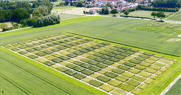 Seit 1984 wird im Langzeitversuch die Wirkung von organischen D�ngern untersucht. Dabei werden 50 verschiedene Kombinationen aus organischer und mineralischer Stickstoffd�ngung getestet.