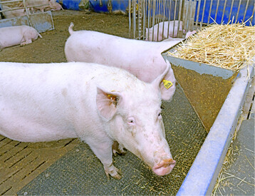 Nach der neunw�chigen Aufzuchtphase sollte das Futter der Zuchtl�ufer behutsam umgestellt werden. Zus�tzliche Vitamin E- und C-Gaben unterst�tzen die Jungtiere in dieser Phase.