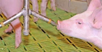 Frisches Wasser in guter Qualit�t und mit einer entsprechenden Durchflussrate in den Tr�nken muss f�r alle Tiere ad libitum zur Verf�gung stehen.