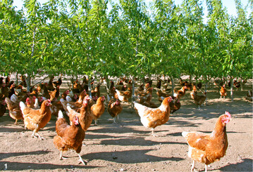 Eine gezielte Bepflanzung, fl�chig oder mit B�umen und Str�uchern, dient zur Zuflucht und als Schattenspender.