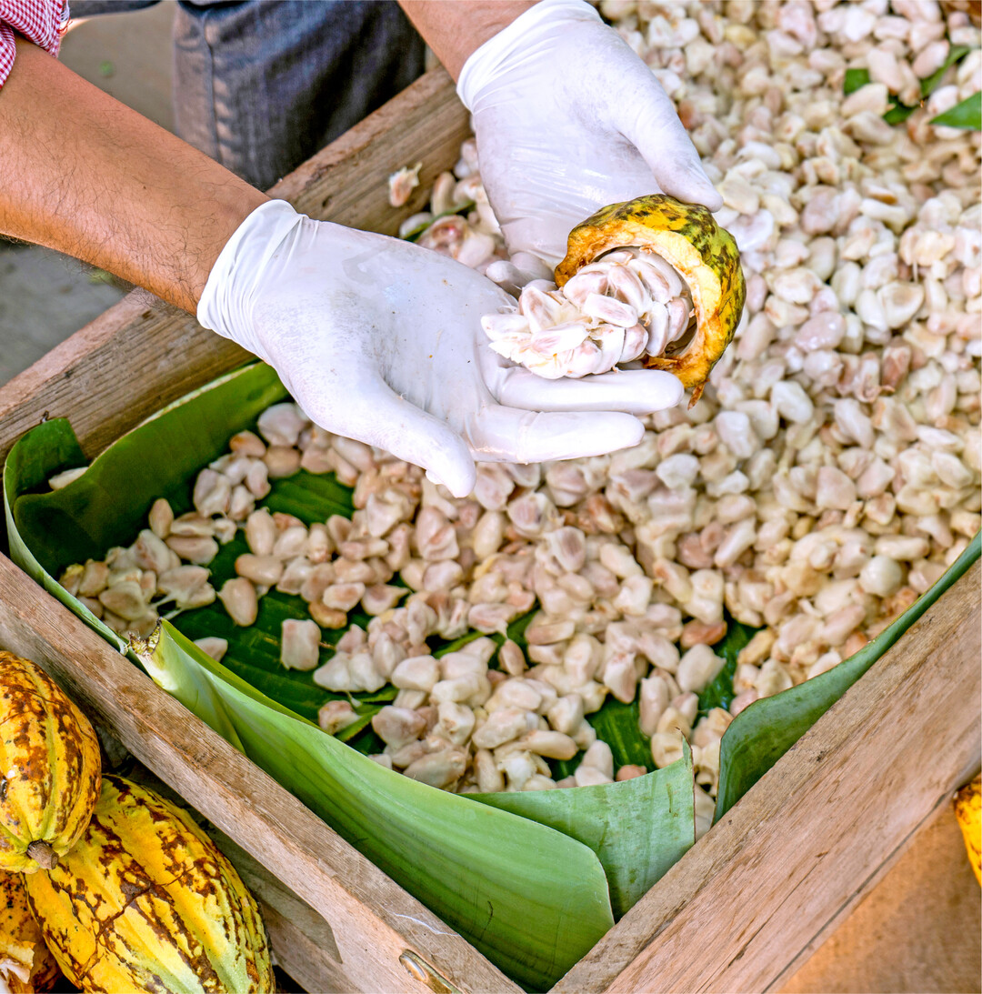 Kakao: Von Konfit�re bis Fleischersatz Die Kakaofrucht besteht  abh�ngig von der Sorte  nur zu rund zehn Prozent aus Kakaobohnen. Zehn Prozent sind essbares Fruchtfleisch und 80 Prozent Kakaofruchtschale. Fruchtfleisch und Schale sind bisher gr��tenteils Abfallprodukte. Wissenschaftlerinnen und Wissenschaftler suchen nun nach M�glichkeiten, die Kakaofrucht ganzheitlich nutzen zu k�nnen. Die holzig-faserigeist schwer verdaulich und daher f�r den direkten Einsatz in Lebensmitteln ungeeignet. Eine Fermentation mit Speisepilzen kann die ern�hrungsphysiologischen Eigenschaften verbessern. Der Pilz nutzt die Schale als N�hrsubstrat f�r sein eigenes Wachstum, wobei Inhaltsstoffe umgewandelt oder abgebaut werden. Das Endprodukt ist eine Mischung aus dem Pilzgeflecht (Myzel) und verdauter" Kakaoschale und kann f�r eiwei�- und ballaststoffreiche Lebensmittelzutaten genutzt werden  etwa f�r vegane Fleischersatzprodukte, Backwaren und M�sliriegel. Dasder Kakaofrucht hat einen honigartigen bis fruchtig-tropischen Geschmack und ist seit 2019 in Europa als Lebensmittelzutat zugelassen. Die sogenannte Pulpe wurde bereits als Ersatz f�r zugesetzten Zucker in Schokolade verwendet. Weitere m�gliche Produkte sind Konfit�re, Fruchtzubereitungen und Getr�nke. Dazu muss die Pulpe von den Bohnen getrennt und haltbar gemacht werden. Wenn die gesamte Kakaofrucht verwertet wird, erschlie�en sich neue Einkommensquellen. Das k�nnte die schwierige Situation der Kakaobauern verbessern.