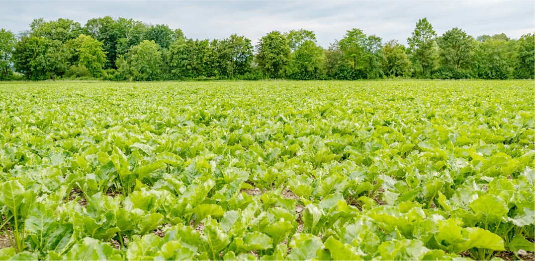 Auch f�r 2023 gibt es eine Reihe von Notfallzulassungen, die zu einem gesunden R�benbestand beitragen k�nnen.