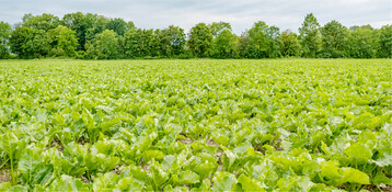 Auch für 2023 gibt es eine Reihe von Notfallzulassungen, die zu einem gesunden Rübenbestand beitragen können.