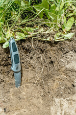 Auf vielen Standorten ist der Wurzeltiefgang in dieser Vegetationsperiode relativ gering.