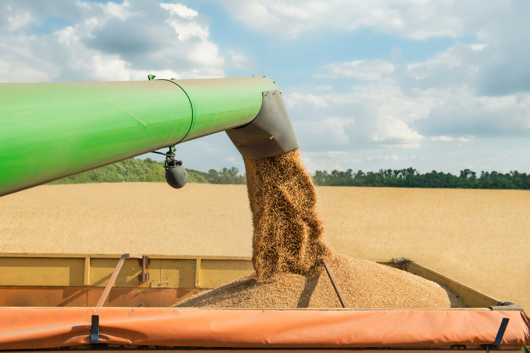 Bei der Produktion von Getreide m�ssen sortenschutzrechtliche Bestimmungen eingehalten werden. Die Erntebescheinigung gilt als Nachweis. Diese wurde im S�den von nur 54 Prozent der Landwirtinnen und Landwirte genutzt.