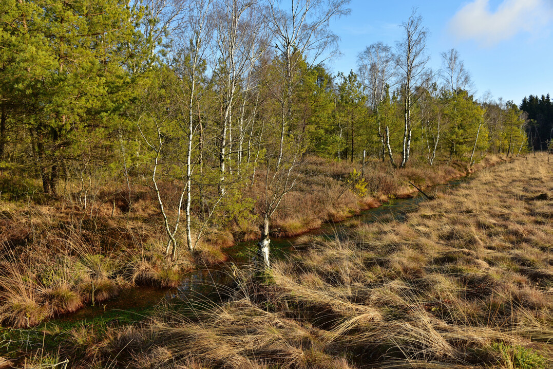 Moorlandschaft in Oberschwaben.
