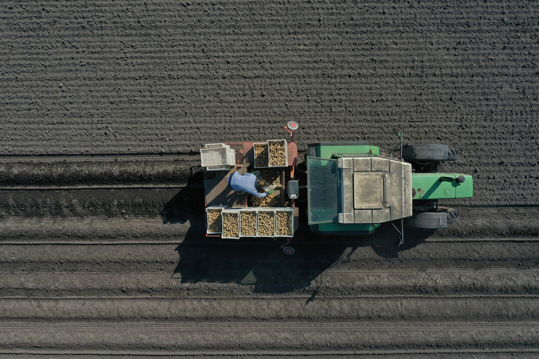 Kartoffeln sind neben Mais, Reben, Hafer und Sommergerste noch in der Beprobungsphase f�r den Nitratinformationsdienst.