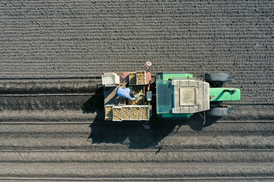 Kartoffeln sind neben Mais, Reben, Hafer und Sommergerste noch in der Beprobungsphase f�r den Nitratinformationsdienst.