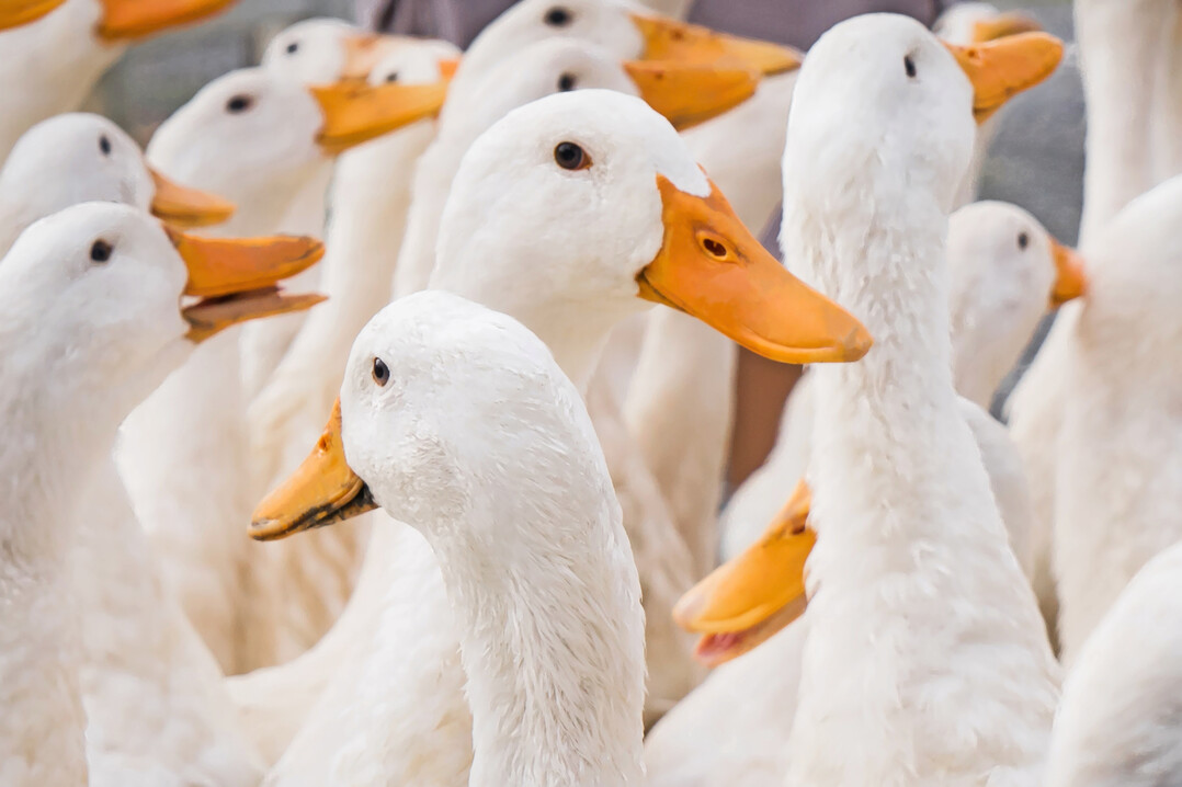 In �sterreich wurden erstmals G�nse aus landwirtschaftlicher Nutztierhaltung vom Wolf gerissen.