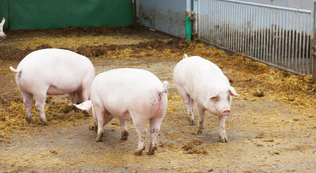 Durch Au�enklima und Auslauf in den h�heren Haltungsstufen enst�nden zus�tzliche Zielkonflikte, so der Experte.