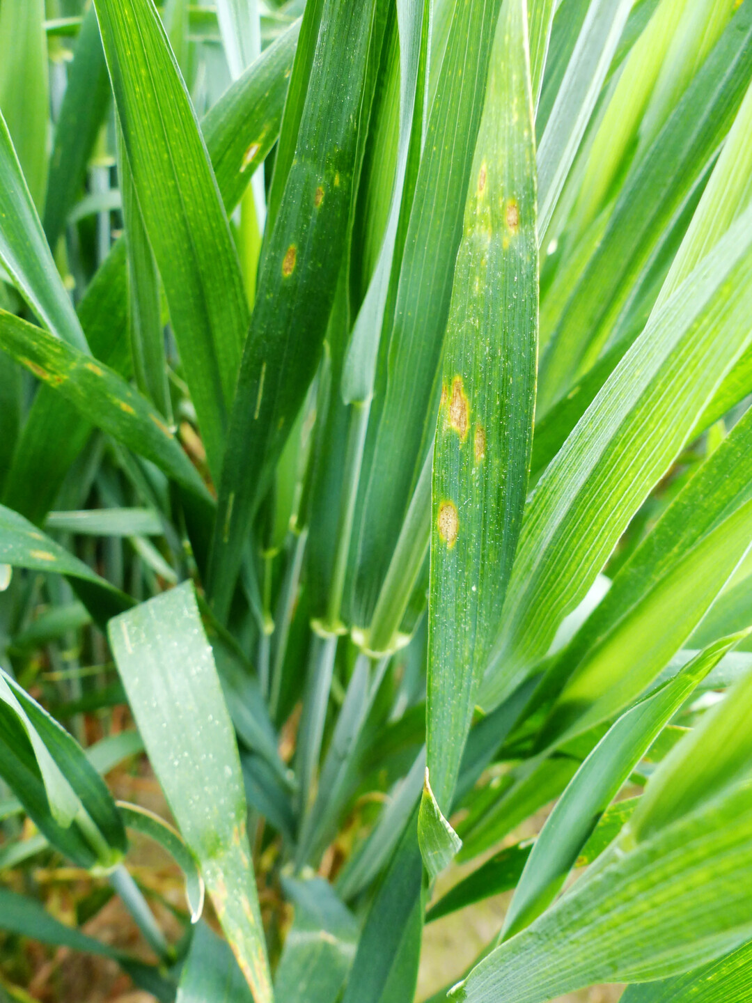 Dieser Weizenbestand zeigt Symptome von Septoria.