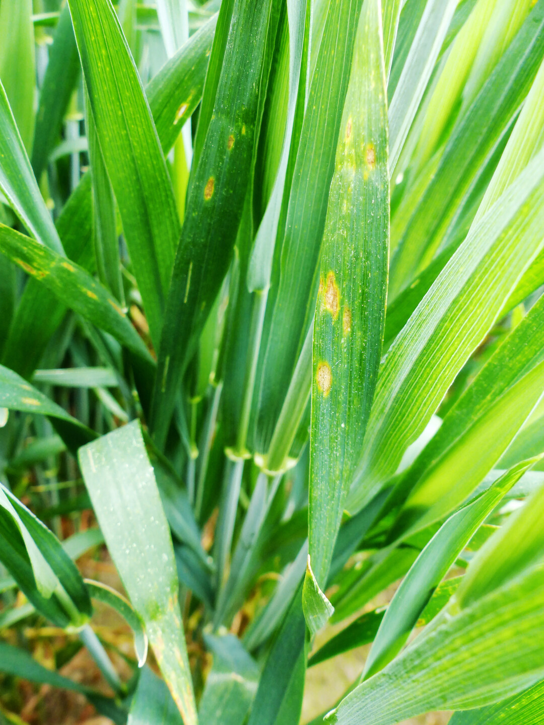 Dieser Weizenbestand zeigt Symptome von Septoria.