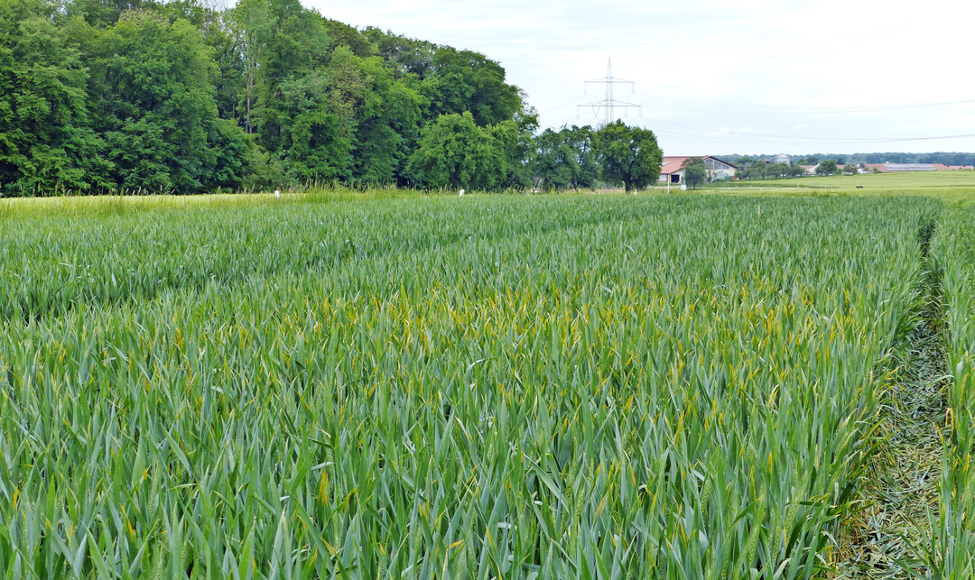Dieser Weizenbestand ist von Gelbrost befallen.