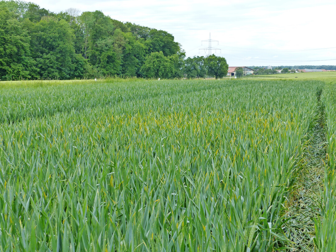 Dieser Weizenbestand ist von Gelbrost befallen.