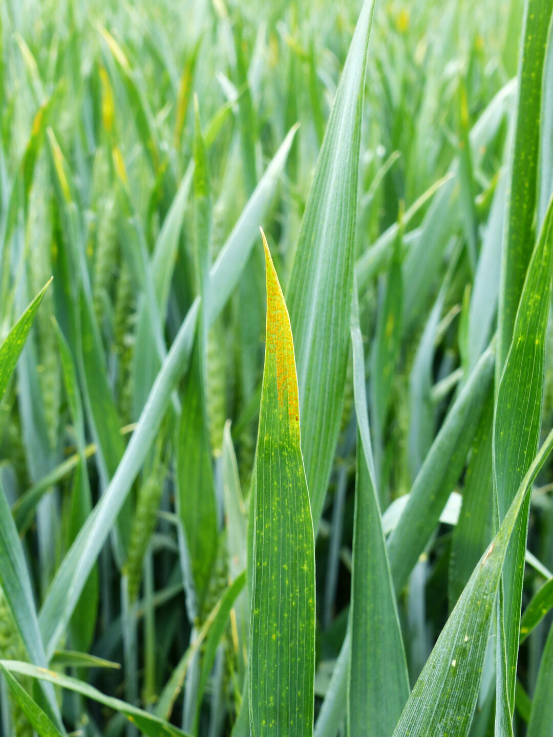 In Weizen muss ab Schossbeginn in anf�lligen Sorten besonders auf Gelbrost geachtet werden.