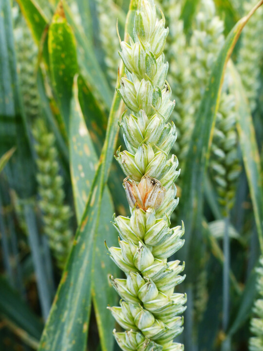 �hrenfusariosen in Weizen treten vermehrt bei pfluglosem Anbau nach der Vorfrucht Mais auf. Eine T3-Behandlung nach dem �hrenschieben zum Beginn der Bl�te wird empfohlen.