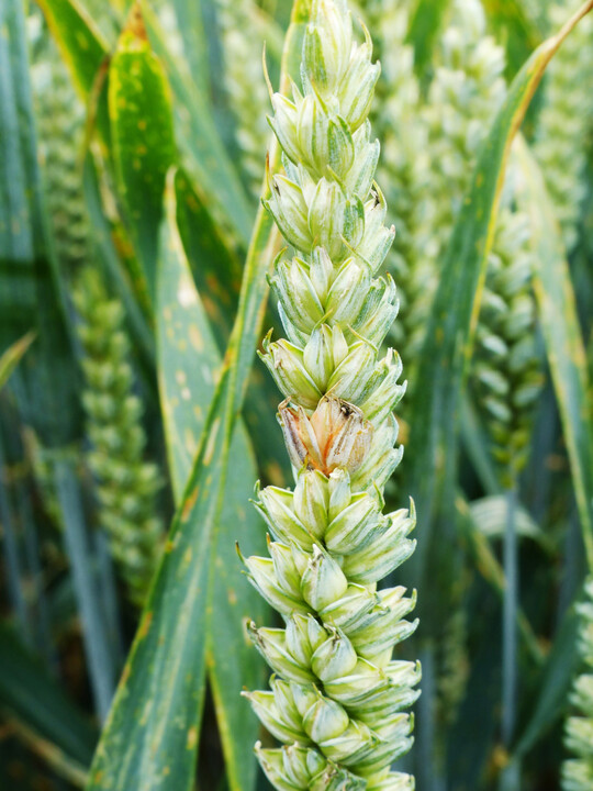 �hrenfusariosen in Weizen treten vermehrt bei pfluglosem Anbau nach der Vorfrucht Mais auf. Eine T3-Behandlung nach dem �hrenschieben zum Beginn der Bl�te wird empfohlen.