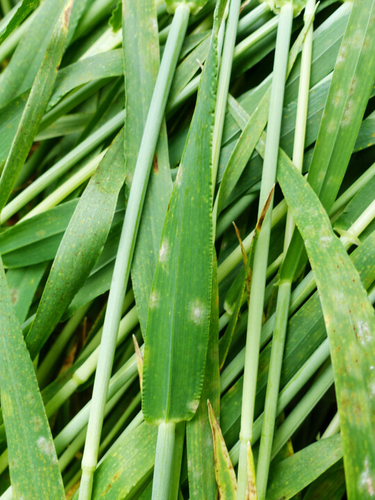 Diese Gerste ist von Mehltau befallen.