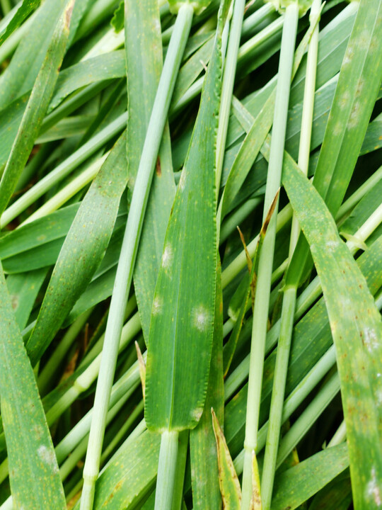 Diese Gerste ist von Mehltau befallen.