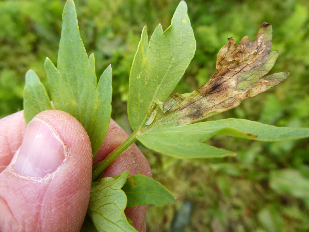 Die Made der Selleriefliege hat sich den Liebst�ckel schmecken lassen.