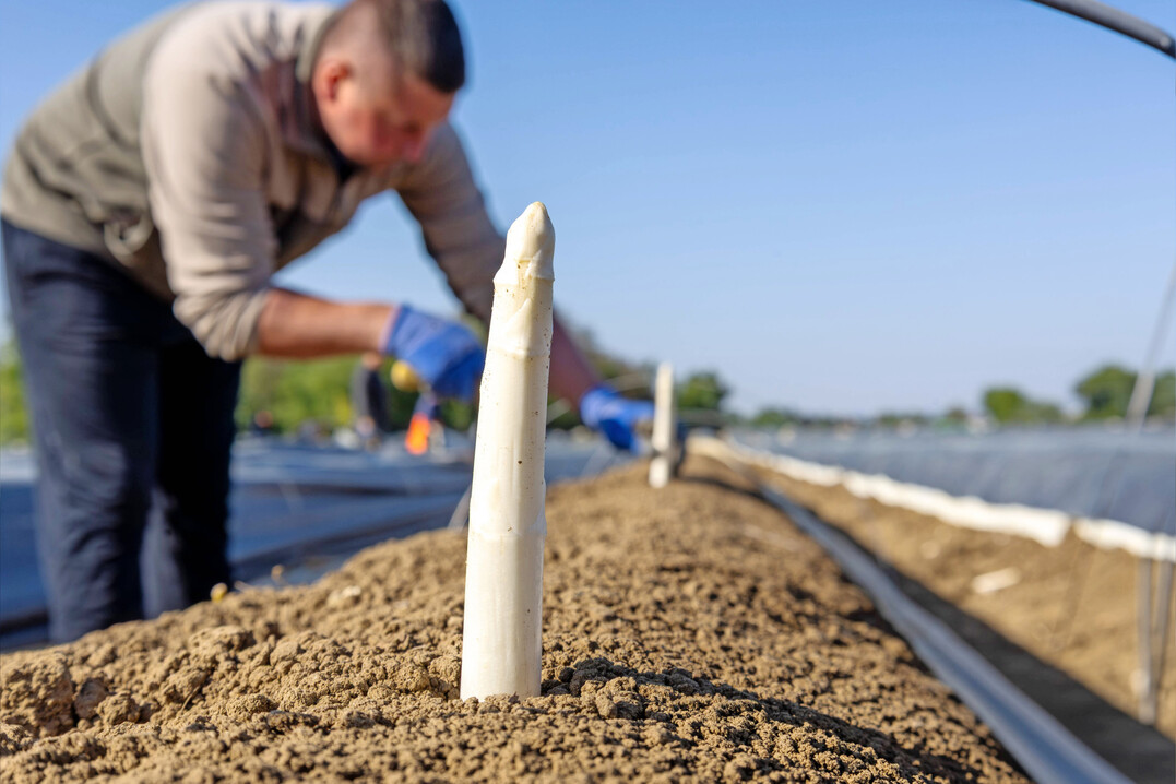 Bisher ist das Mengenaufkommen bei Spargel �berschaubar. 