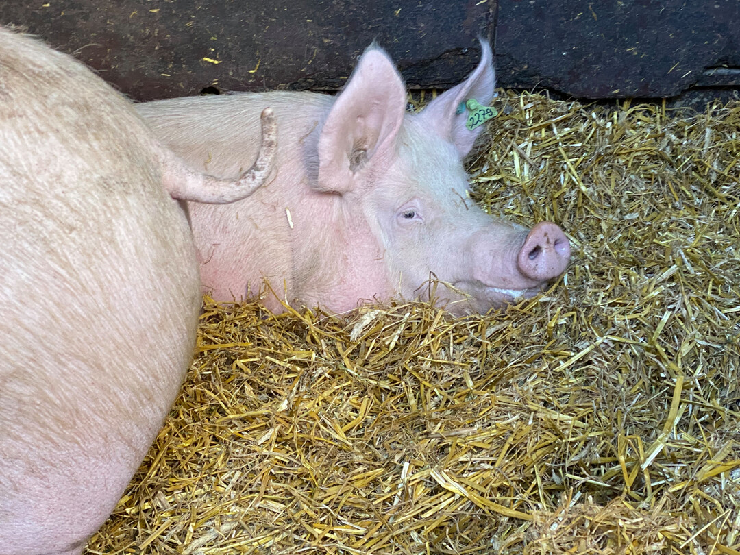 Muttersau in Gruppenhaltung.