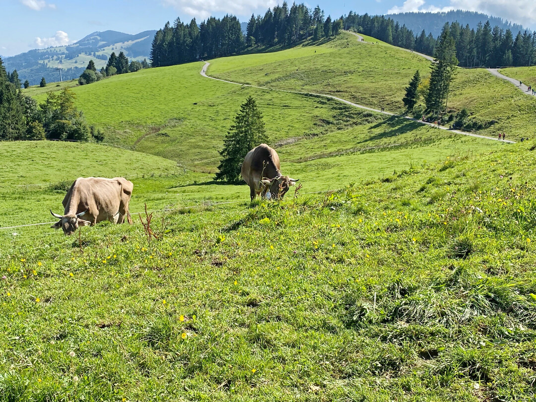 K�he auf einer Weide im Allg�u.