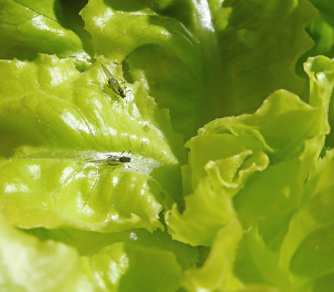 Die gefl�gelten Tiere der Gro�en Salatblattlaus sind frisch eingeflogen. Bei genauer Betrachtung sind auch die wenige Stunden alten Jungen zu erkennen.