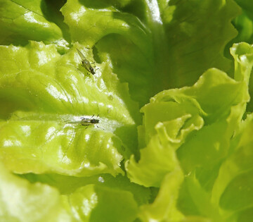 Die gefl�gelten Tiere der Gro�en Salatblattlaus sind frisch eingeflogen. Bei genauer Betrachtung sind auch die wenige Stunden alten Jungen zu erkennen.