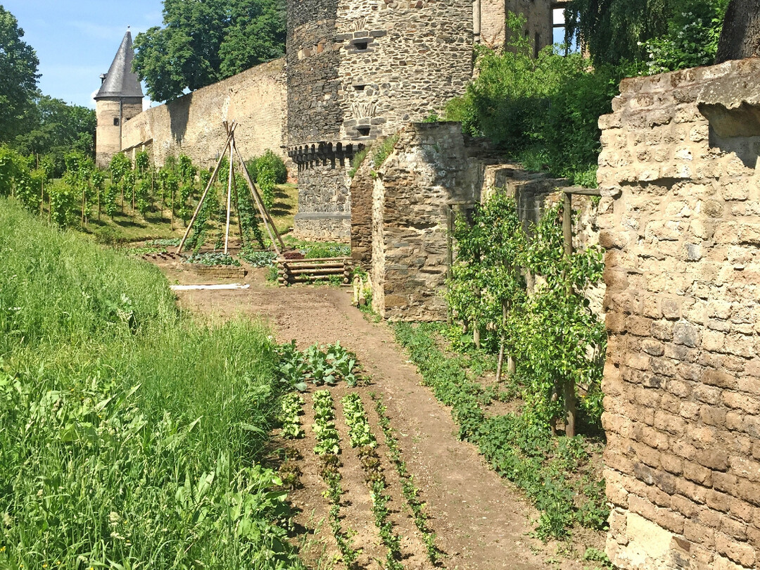 Ein Beispiel f�r urbane Landwirtschaft: Beete und Spalierobst entlang der Stadtmauern in der "essbaren Stadt" Andernach.