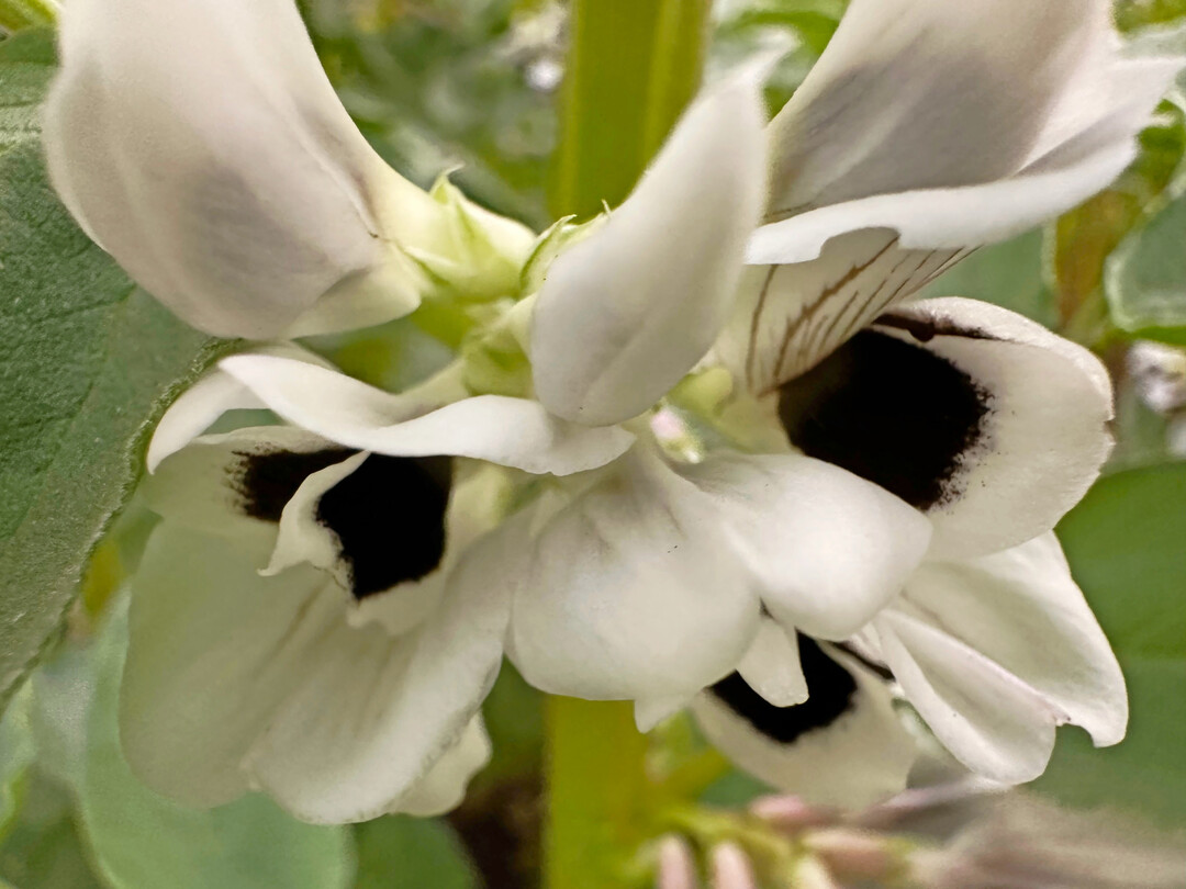 Bl�te der Ackerbohne (Vicia faba).