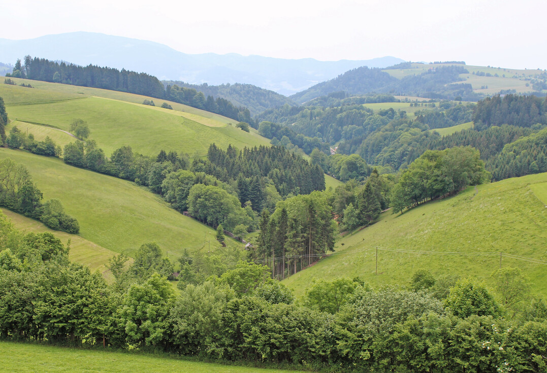 560.000 Euro Landschaftspflegegeld werden in diesem Jahr im Landkreis Breisgau-Hochschwarzwald ausgezahlt. 