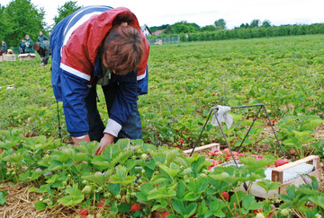 Saisonarbeitskraft auf dem Erdbeerfeld.