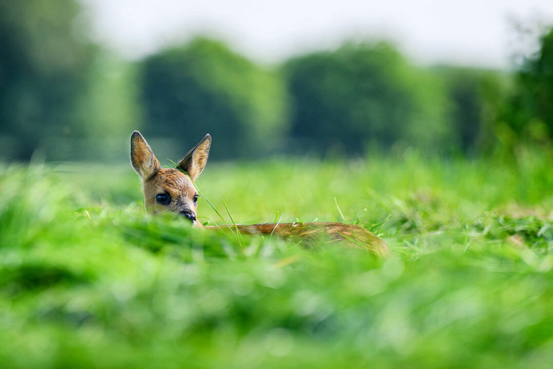Bewirtschafter von Fl�chen sind verpflichtet, Ma�nahmen zu ergreifen, um Wirbeltiere zu sch�tzen.