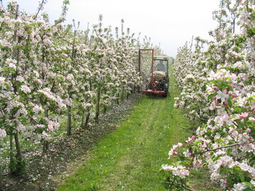 Mit dem Darwin-Ger�t kann in Kernobstanlagen von Bl�hbeginn bis zur Vollbl�te mechanische ausged�nnt werden. 