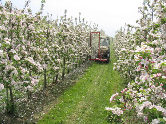 Mit dem Darwin-Ger�t kann in Kernobstanlagen von Bl�hbeginn bis zur Vollbl�te mechanische ausged�nnt werden.  