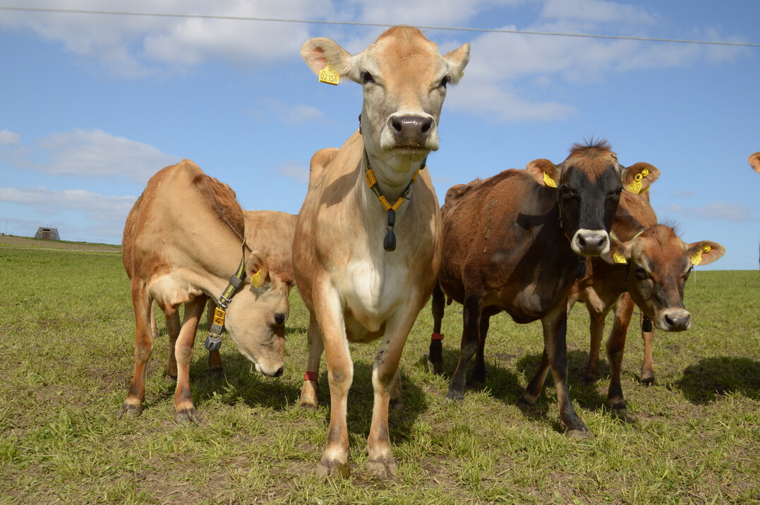 Acht Jahre forschte FoCus entlang der Wertsch�pfungskette von Milch mit dem Ziel, gesundheitsf�rdernde Inhaltsstoffe in der Milch zu identifizieren und in Milchprodukten zu nutzen.