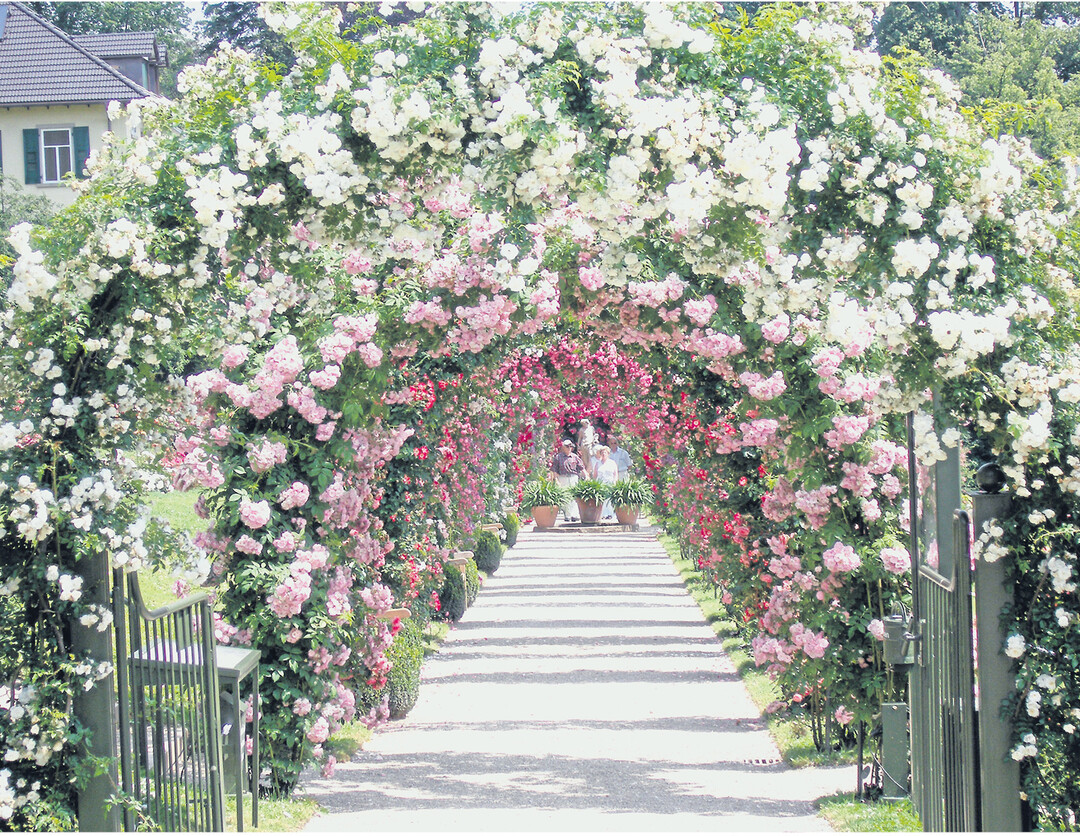 Zur Hauptbl�tezeit im Juni bietet der Rosenneuheitengarten in Baden-Baden traumhafte Impressionen  perfekte, um viele Sorten zu begutachten.